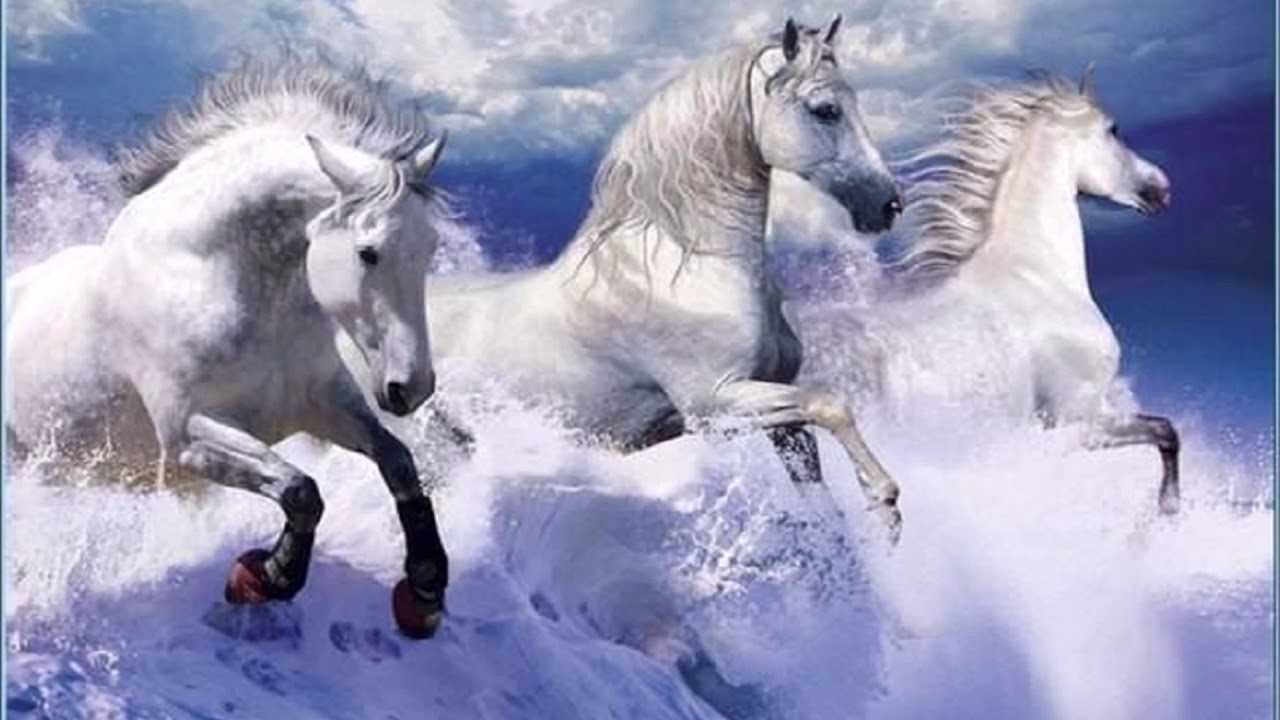 Белые кони кадышевой. Тройка белых лошадей. Зимняя лошадь. Три лошади. Красивая белая лошадь.