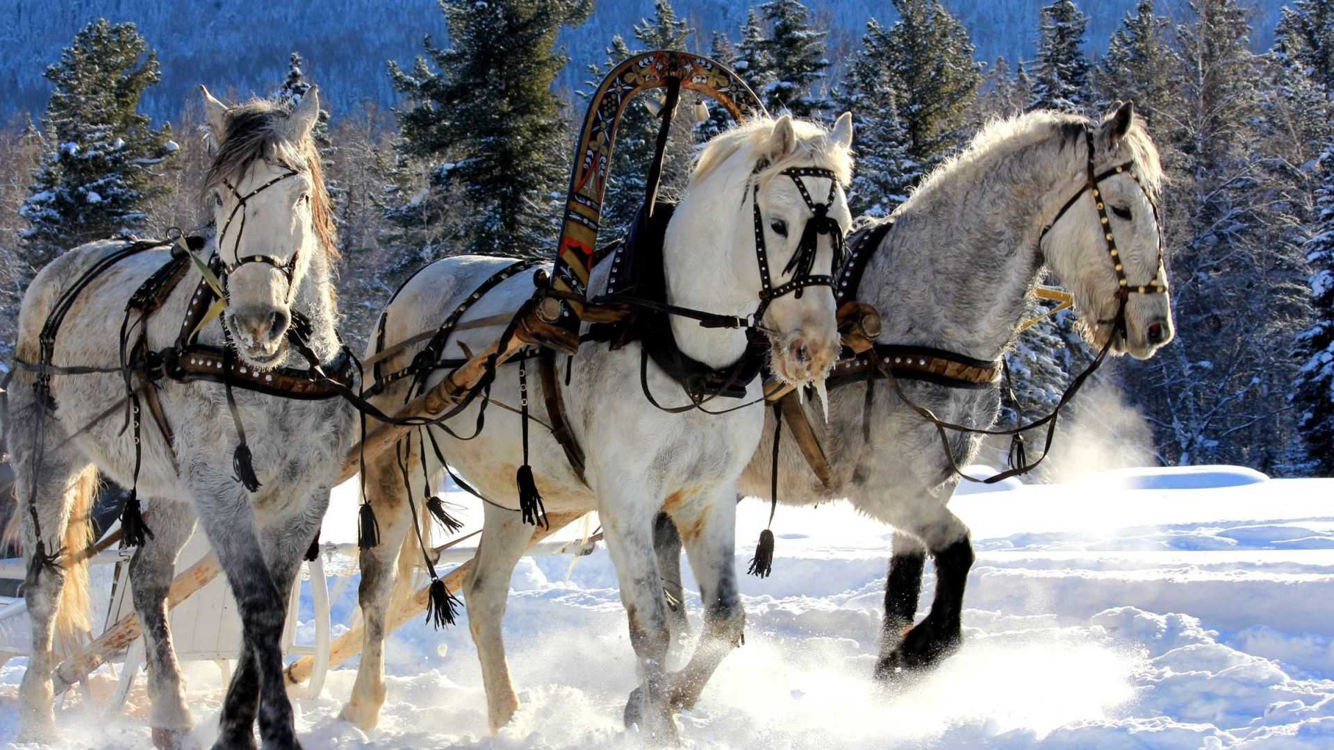 Три белых коня. как лариса долина добилась всего