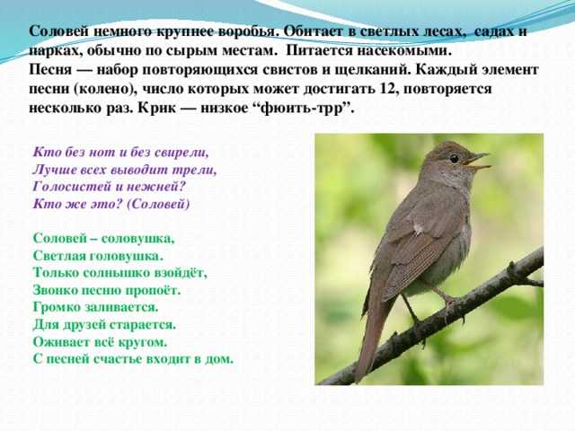Россиньоль (опера)