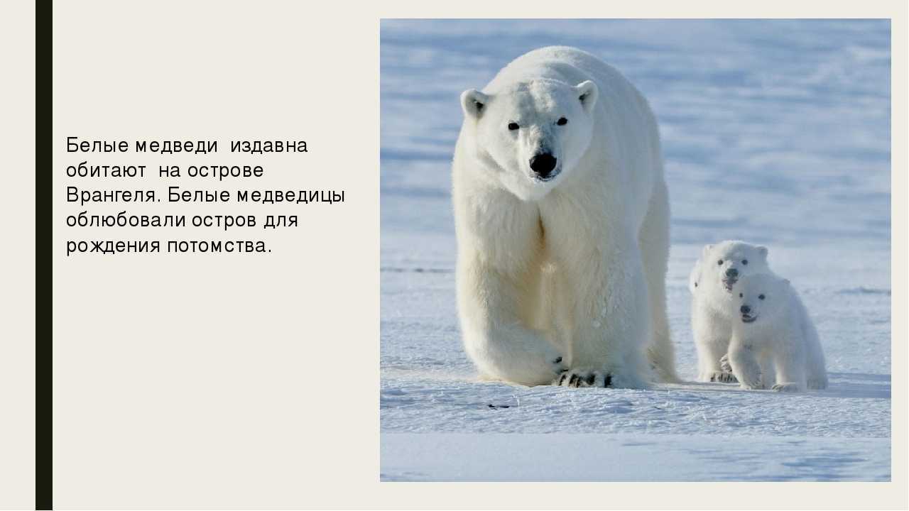 История «песенки о медведях» (к/ф «кавказская пленница»)