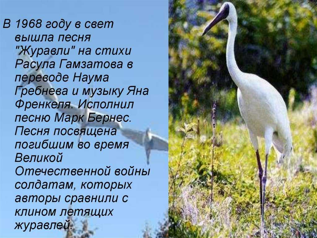 История легендарной песни "журавли".  превратились в белых журавлей …