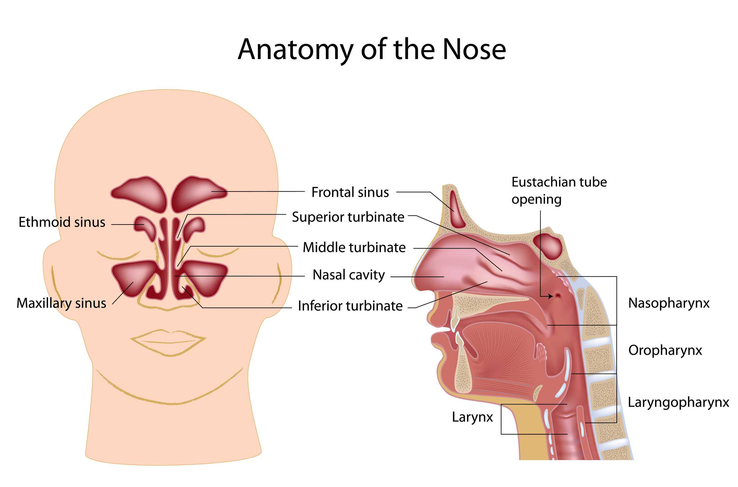 Нос   (опера) - the nose (opera) - dev.abcdef.wiki