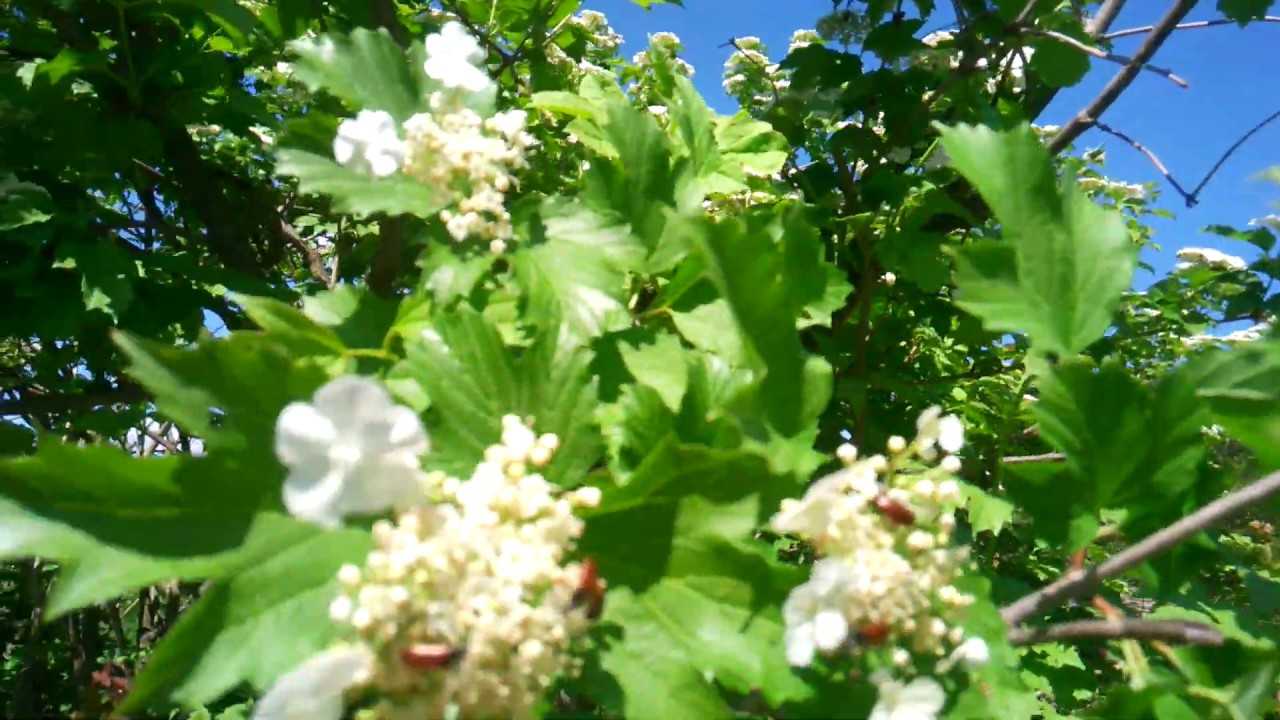 Михаил исаковский 📜 ой, цветет калина - читать и слушать стих +заказать анализ