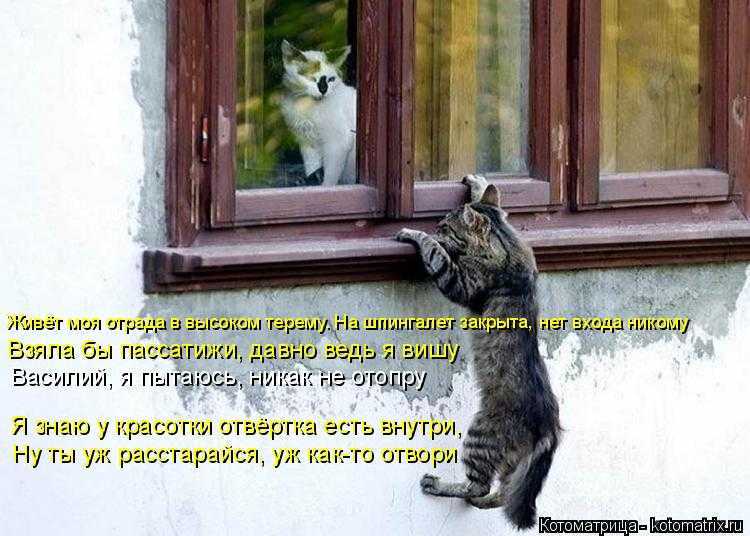 Живёт моя отрада (песня)