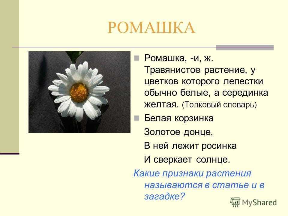 Ramil Аромат - история песни, интересные факты, текст, содержание, слушать