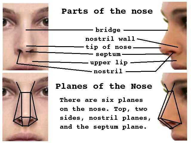 Опера шостаковича «нос» (the nose) | belcanto.ru