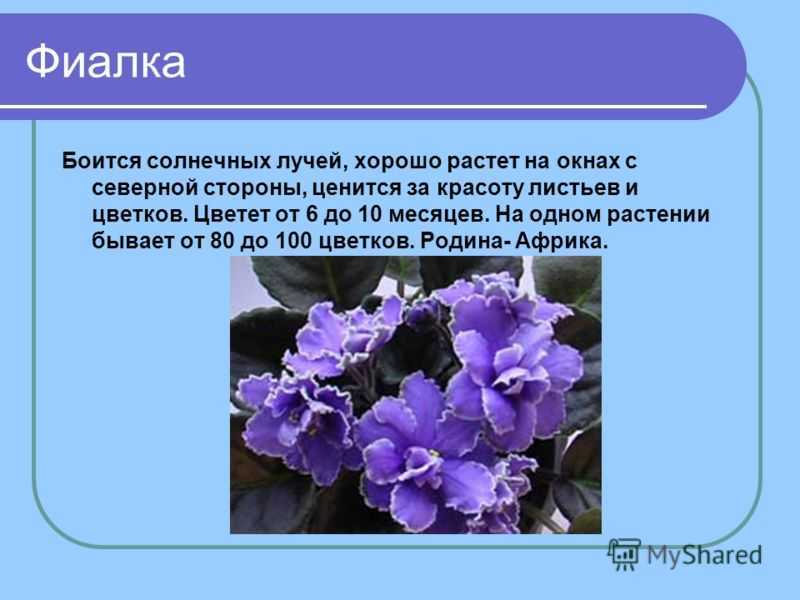 Фиалка описание. Филка краткое описание для 1 класса. Фиалки презентация. Фиалка доклад.