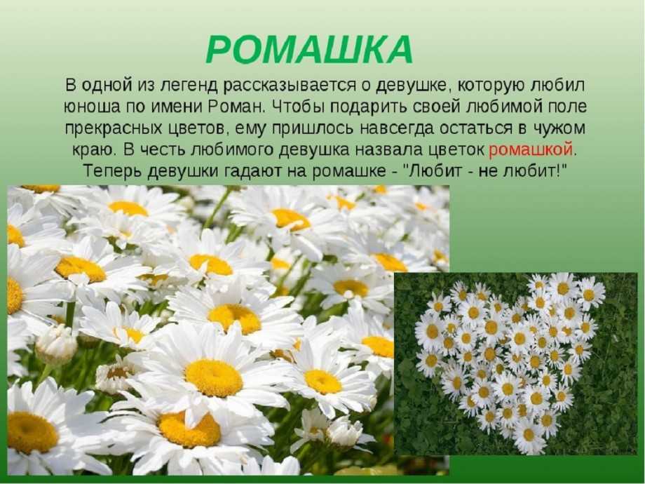 Ромашка цветок. история, происхождение, интересные факты и народные приметы