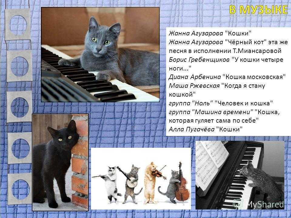 Черный кот песня mp3. Чёрный кот песня. Текст песни черный кот. Песня чёрный кот текст песни. Песенка про кота.