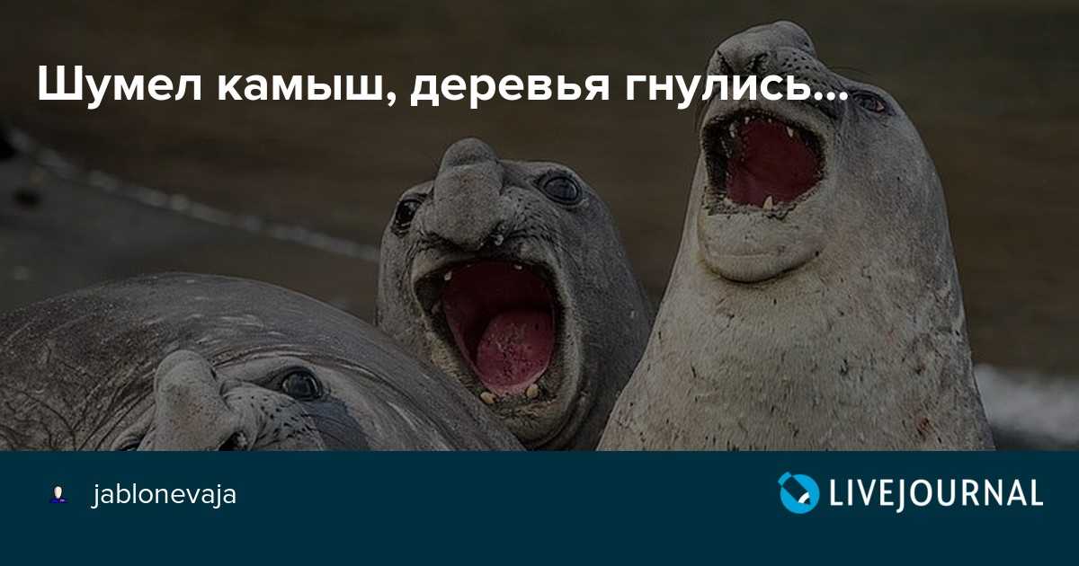 Шумел камыш это словосочетание — русский язык. правила написания
