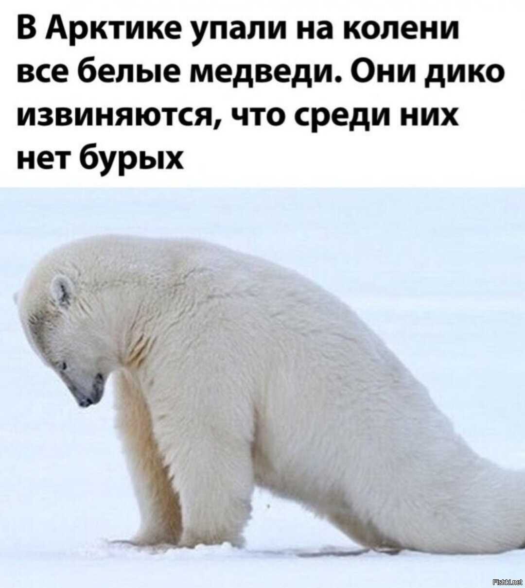 Где это - на белом свете? про медведей и про нас